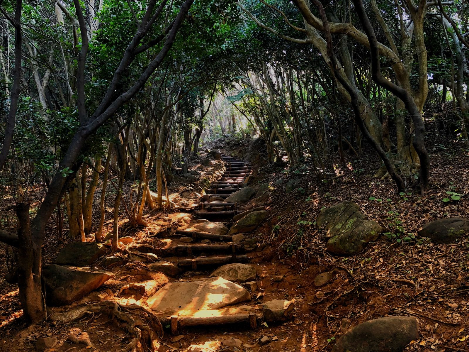 🌳 이토시마 토토로의 숲(이토시마노토토로노모리) 이미지 1